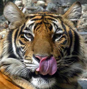 A tiger inside Sri Racha Tigers Zoo in Chonburi province, 80 km (50 miles) east of Bangkok October 19, 2004. The bird flu epidemic that has killed 31 people in southeast Asia this year may also have killed 23 tigers at the zoo, a cabinet minister said on Tuesday. [Reuters]