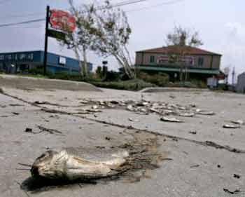 New Orleans after Katrina: Back to Stone Age