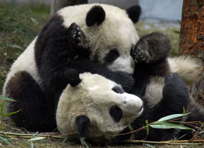 Giant pandas enjoy snowfall in Sichuan