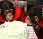 Chimp celebrates 5th birthday<BR>皖黑猩猩慶生'男友'助興