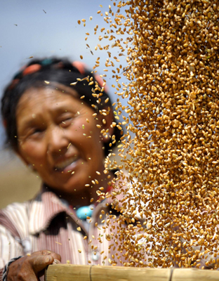 Tibetan farmers harvest wheat