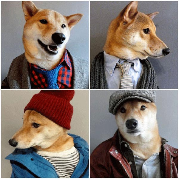 Fashionable animals dress for the weather