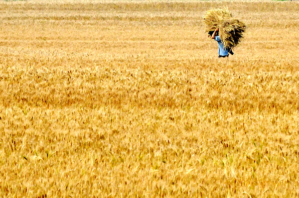 Grain output to exceed 12 bln kg in Shanxi