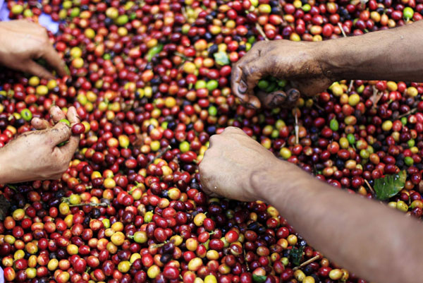 Santa Adelaida coffee beans