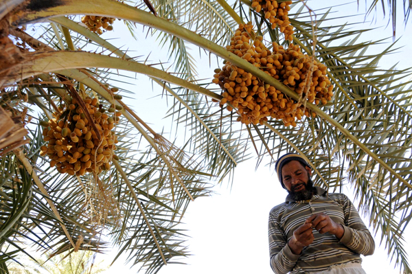 Harvest season in Disa