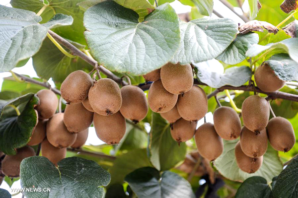 Kiwi fruit enters harvest season in E China