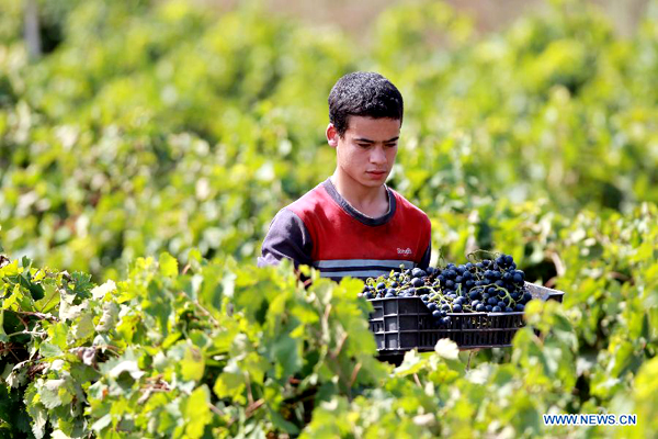 People harvest grapes in Algerian vineyards