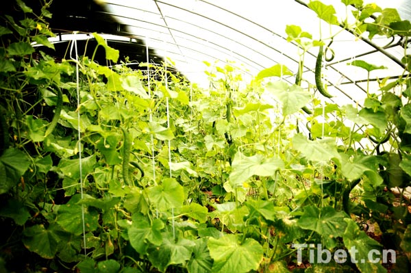 Enjoying a bumper vegetable harvest in Tibet