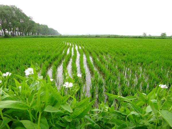 Tilling a field of dreams