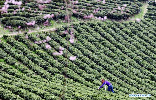 Spring tea harvest time of Central China's Enshi