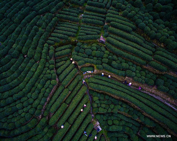 Newly-picked Longjing tea soon be in season