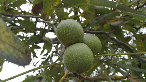 Yangbi holds festival to promote walnut sector