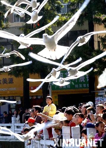  2005年11月13日清晨，市民和游客在昆明翠湖公園迎接當年首批大量入城的紅嘴鷗。 