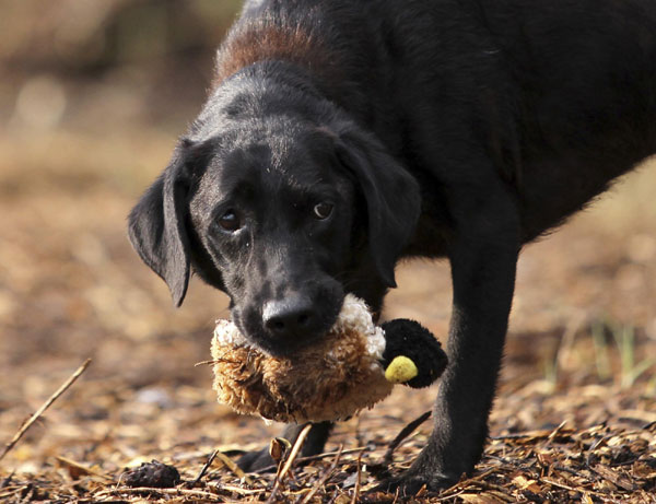 Retired dog of 9/11 keen on search cause