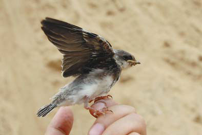 Project halted due to bird nests