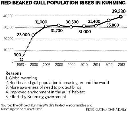 Red-beaked gulls get warm welcome