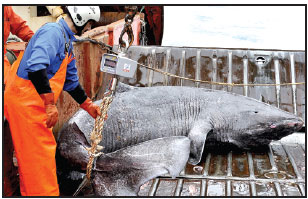 Greenland shark sets longevity record