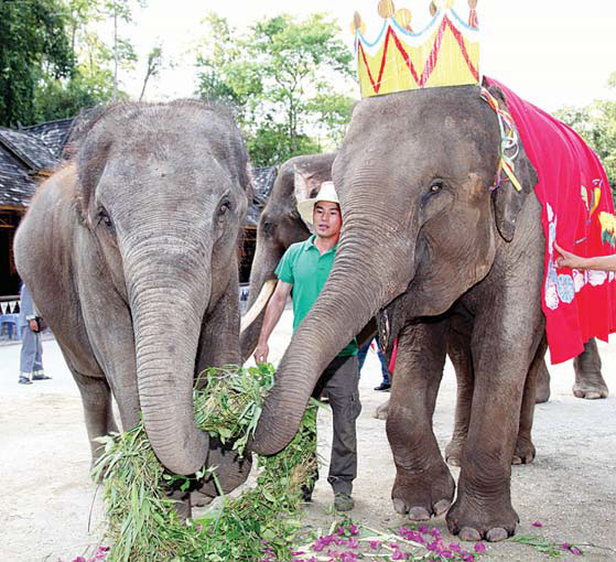 Yunnan park shores up security after wild elephant rampage