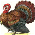 <FONT color=#b53a00>Thanksgiving Day 感恩節特輯</FONT>