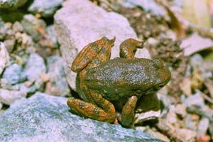 Frog skin oozes possibly powerful antibiotic