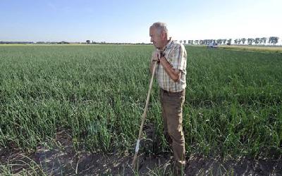 Grow it yourself: onions are nothing to cry about