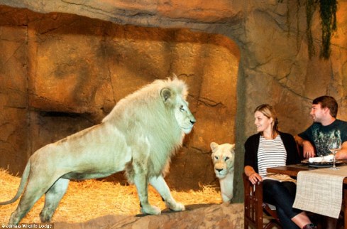 旅館？動物園？這是澳大利亞加馬拉野生動物旅館！