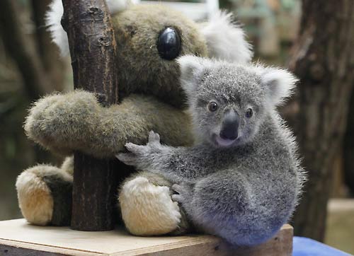 215-day-old koala baby at German zoo