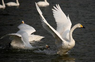 Swan paradise in N China's wetland