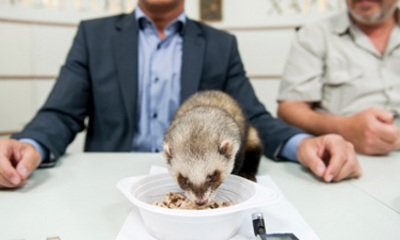 歐洲杯賽事預測 豬象鼬齊上陣