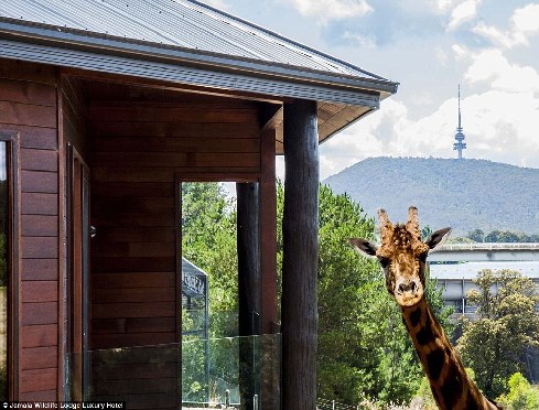 旅館？動物園？這是澳大利亞加馬拉野生動物旅館！