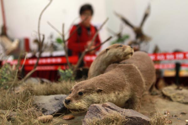 Chinese Animal Specimens Competition