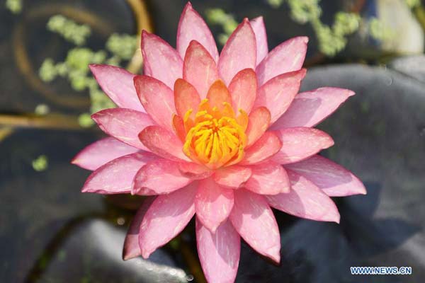 Waterlilies bloom to greet summer in Hangzhou