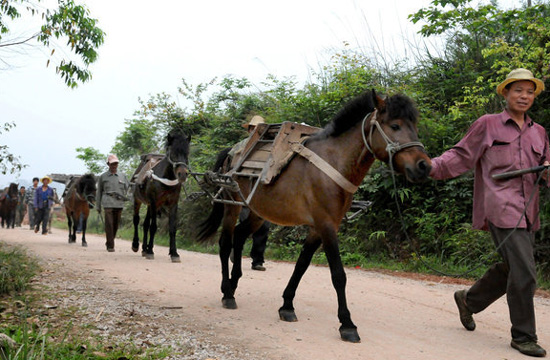 Horse caravan, a scene soon to disappear