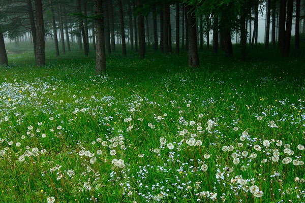 The flower landscape of Bashang Grassland