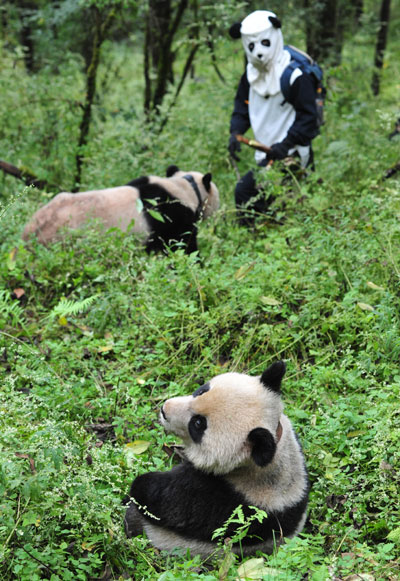 Trained panda ready to return to nature