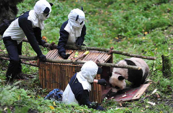 Trained panda ready to return to nature