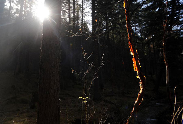 Autumn scenery of Pangquangou state forest park in Shanxi