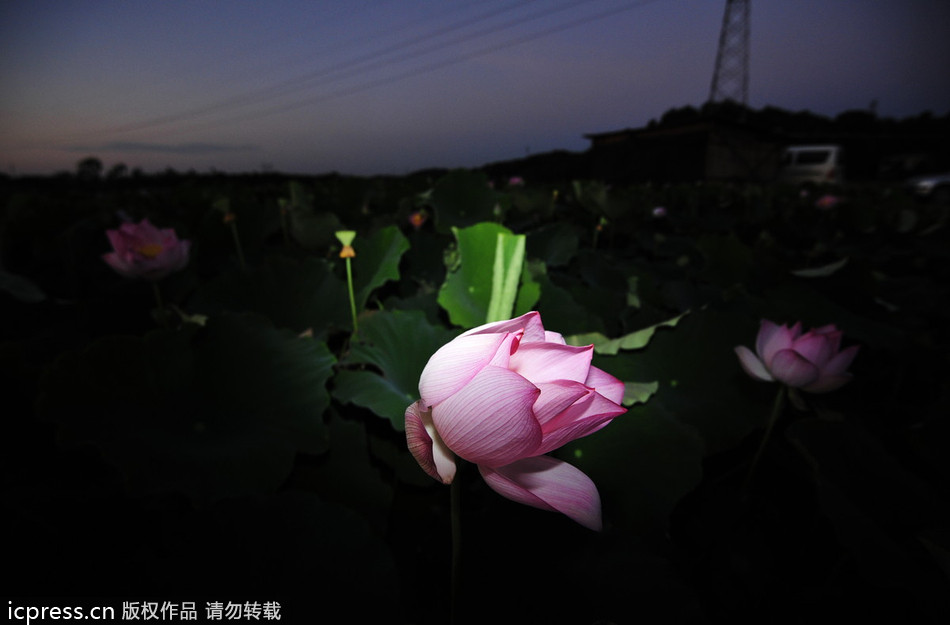 China's sacred lotus blooms bright