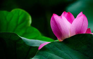 China's sacred lotus blooms bright