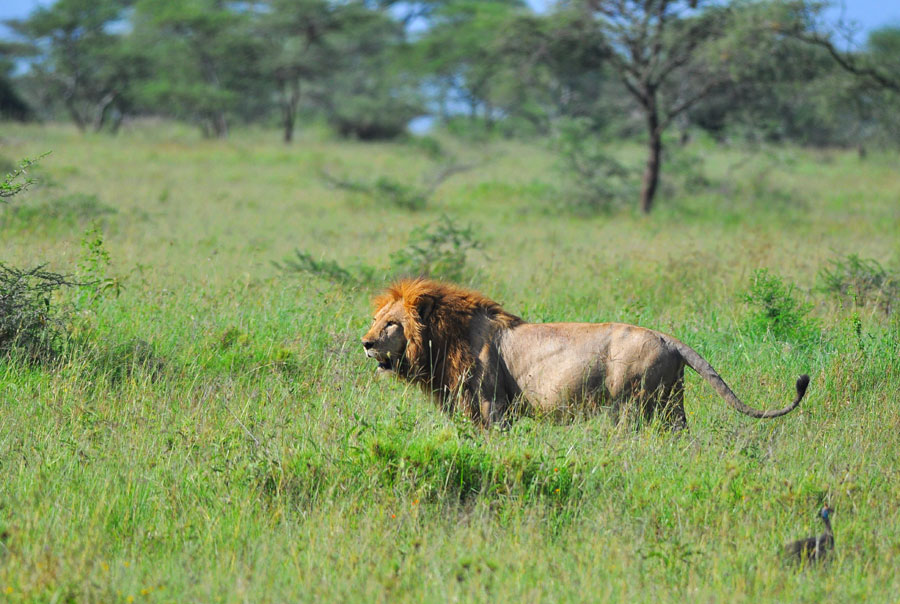 Photos: Living among lions(1)