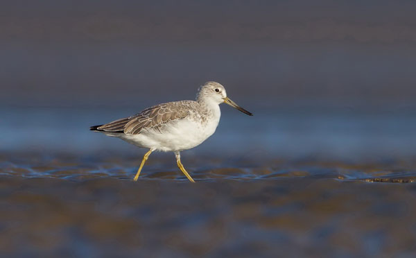 Rare bird finds sanctuary