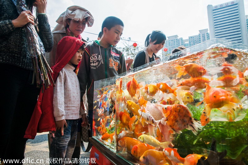 Shenzhen Spring Festival flower fair opens