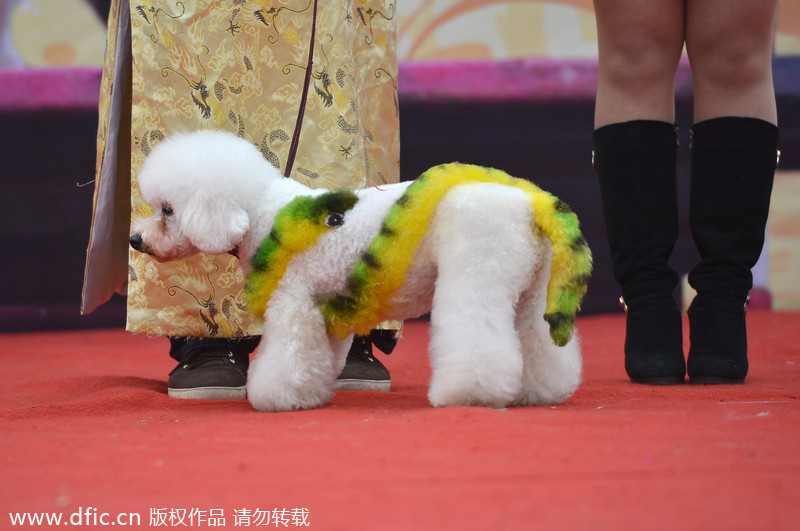 Pets have their own fashion show