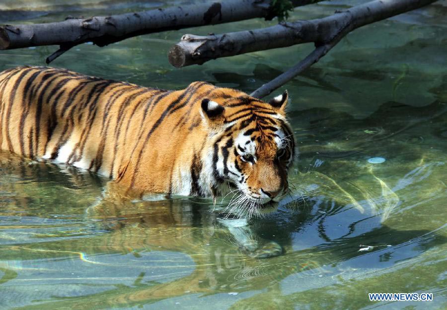 Lovely animals escape scorching heat