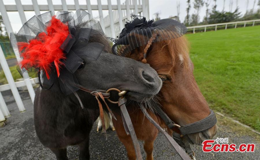 Horses get prepared for racing with fashion hairstyles