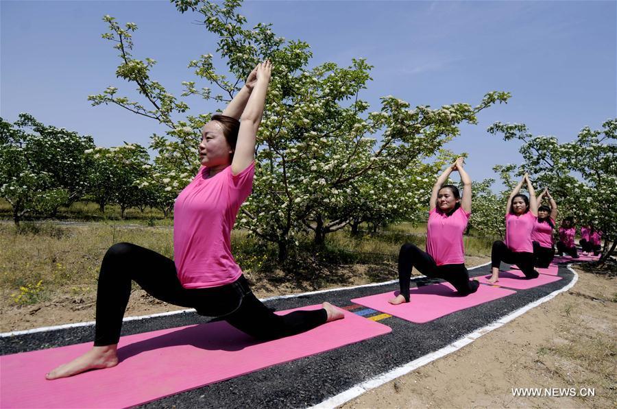 Yoga lovers practise yoga amid hawthorn blossoms in Hebei