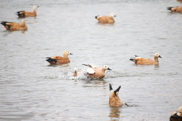 'Winter swimming' in Jilin