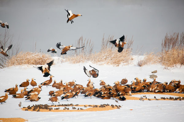 'Winter swimming' in Jilin