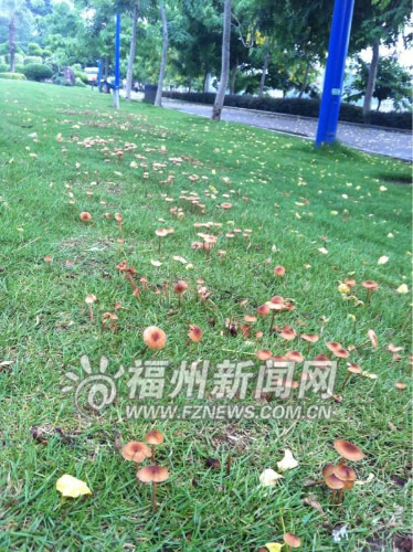 閩江公園草坪上長(zhǎng)了不少蘑菇　雖好看可不要貪吃