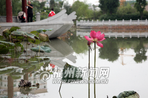 茶亭公園最后一朵冬荷將謝　明年種植面積將擴大